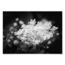 Recherche de floral lace posters Fleurs