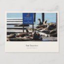 Recherche de otaries cartes postales San francisco
