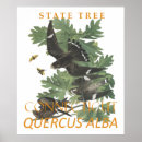 Recherche de arbre blanc posters Parc national