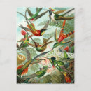 Zoek naar haeckel briefkaarten Kunstformen der natur