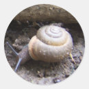 Recherche de escargot autocollants Insecte