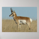 Recherche de antilopes posters Antilocapra americana