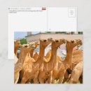 Recherche de chameaux cartes postales Voyage