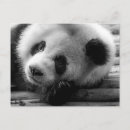 Recherche de panda noir et blanc cartes postales Ours