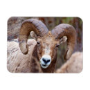 Recherche de râpe magnets Mouflon