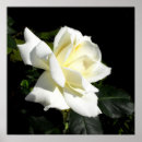 Recherche de hybride posters Fleur