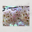 Recherche de arbre sakura vœux cartes Printemps