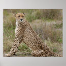 Recherche de motif masculin posters Nature