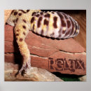 Recherche de geckos posters Lézard