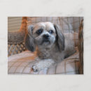 Recherche de shih cartes postales Dog