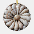 Recherche de coquillages ornements Nature