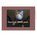 Recherche de ferrett Animaux