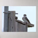 Zoek naar vogelhuis posters Fotografie