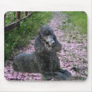 Recherche de chien pourpre tapis souris Chiot