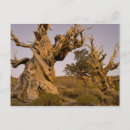 Recherche de montagnes blanches cartes postales Montagne blanche