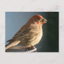 Zoek naar vink briefkaarten Fotografie