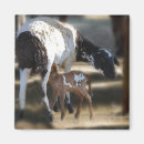 Recherche de chèvre mignonne magnets Heureux