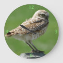Recherche de faune horloges Hibou