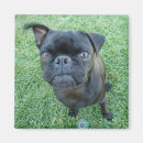 Recherche de carlin noir magnets Mignon