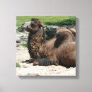 Recherche de animaux sauvages toiles Zoo