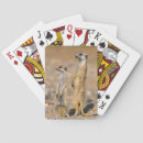 Recherche de comportement jeux de cartes Jour