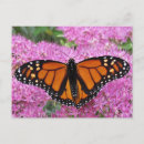 Zoek naar wings briefkaarten Insect