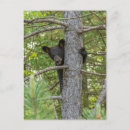 Recherche de ours brun cartes postales Ourson