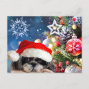 Recherche de shih cartes postales Dog