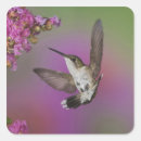 Recherche de hummingbird autocollants Couleur