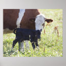 Zoek naar kalf posters Zorg