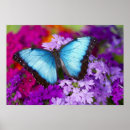 Zoek naar tropische vlinder posters Plant