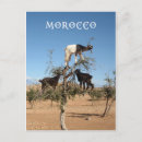 Zoek naar grappige geiten briefkaarten Dieren