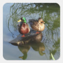 Recherche de canard sauvage autocollants Sauvagine