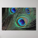 Recherche de motif plume posters Nature