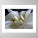 Zoek naar witte orchidee kunst Phalaenopsis