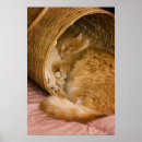 Zoek naar wasmand posters Tabby
