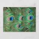 Recherche de plumage cartes postales Paon