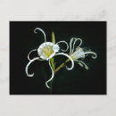 Recherche de péruvien cartes postales Fleur