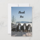 Recherche de bernese vœux cartes Dog