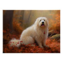Recherche de tulear posters Chien