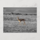 Recherche de antilopes posters Sud