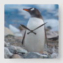 Recherche de gentoo L'antarctique