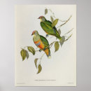 Recherche de john gould posters 19e