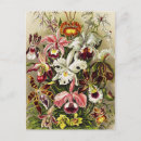 Recherche de orchids cartes postales Orchidées