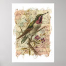 Zoek naar kolibri posters Vogel