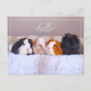 Recherche de pigs cartes postales Mignon
