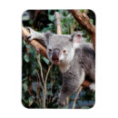 Recherche de bills magnets Animal