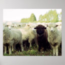 Recherche de zeeland posters Blanc