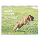 Recherche de de chiot de boxeur Mignon