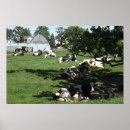Zoek naar boerderijen fotografie Koeien